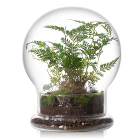 WHJY round glass cloche with base showcases plants with premium clarity.