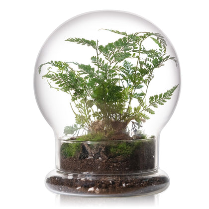WHJY round glass cloche with base showcases plants with premium clarity.