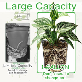 Whkvnng seedling pot with drainage holes promotes easy transplanting.