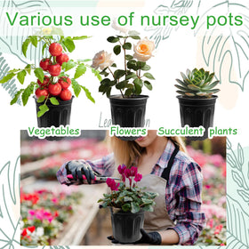 Whkvnng succulent transplant pot for easy potting and reuse.