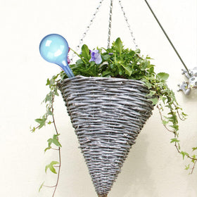 WHTCHSU blue globes in an indoor planter ready to moisten soil