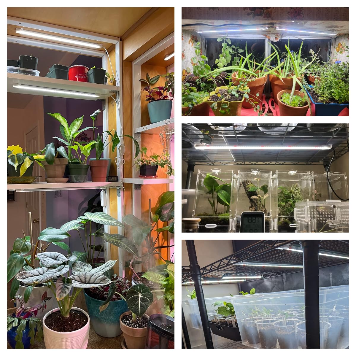 Wiaxulay grow light suitable for hydroponics setups and shelves