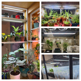 Wiaxulay grow light suitable for hydroponics setups and shelves