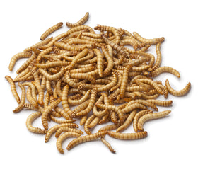 Wildlife Sciences Mealworms Bird Feeder mesh-bowl detail emphasizes weather-resistant finish.