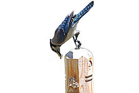 Wildlife Sciences suet plugs are individually wrapped for freshness.