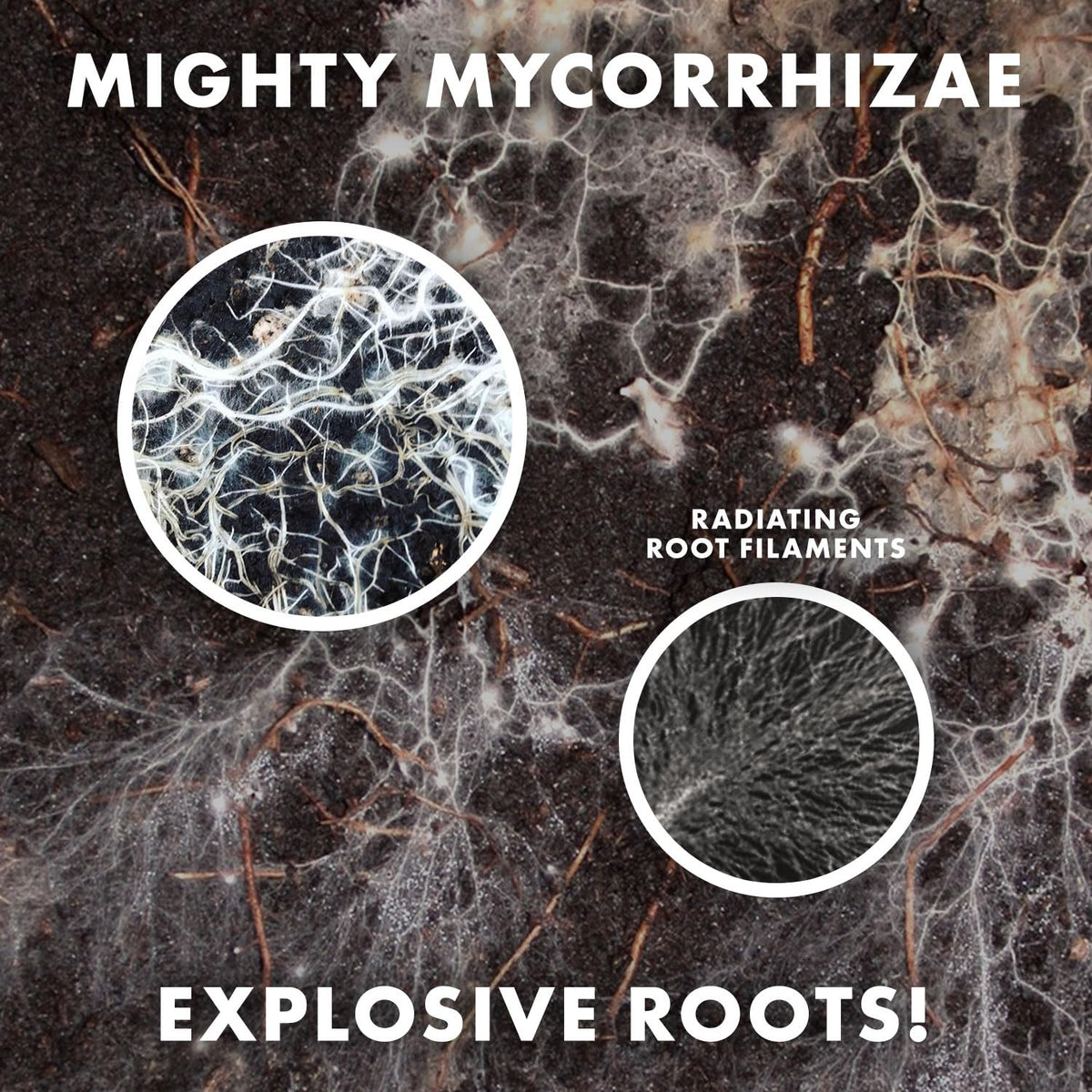 Wildroot Organic 16-species blend packaging highlighting soil biodiversity