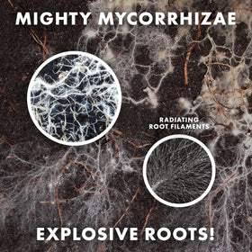 Wildroot Organic 16-species blend packaging highlighting soil biodiversity
