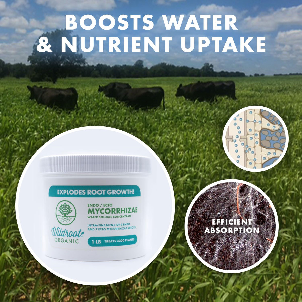 Wildroot Organic drought resistance benefits shown in lawn care use