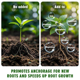 WILLBOND seed-start propagation use for germination and early root growth