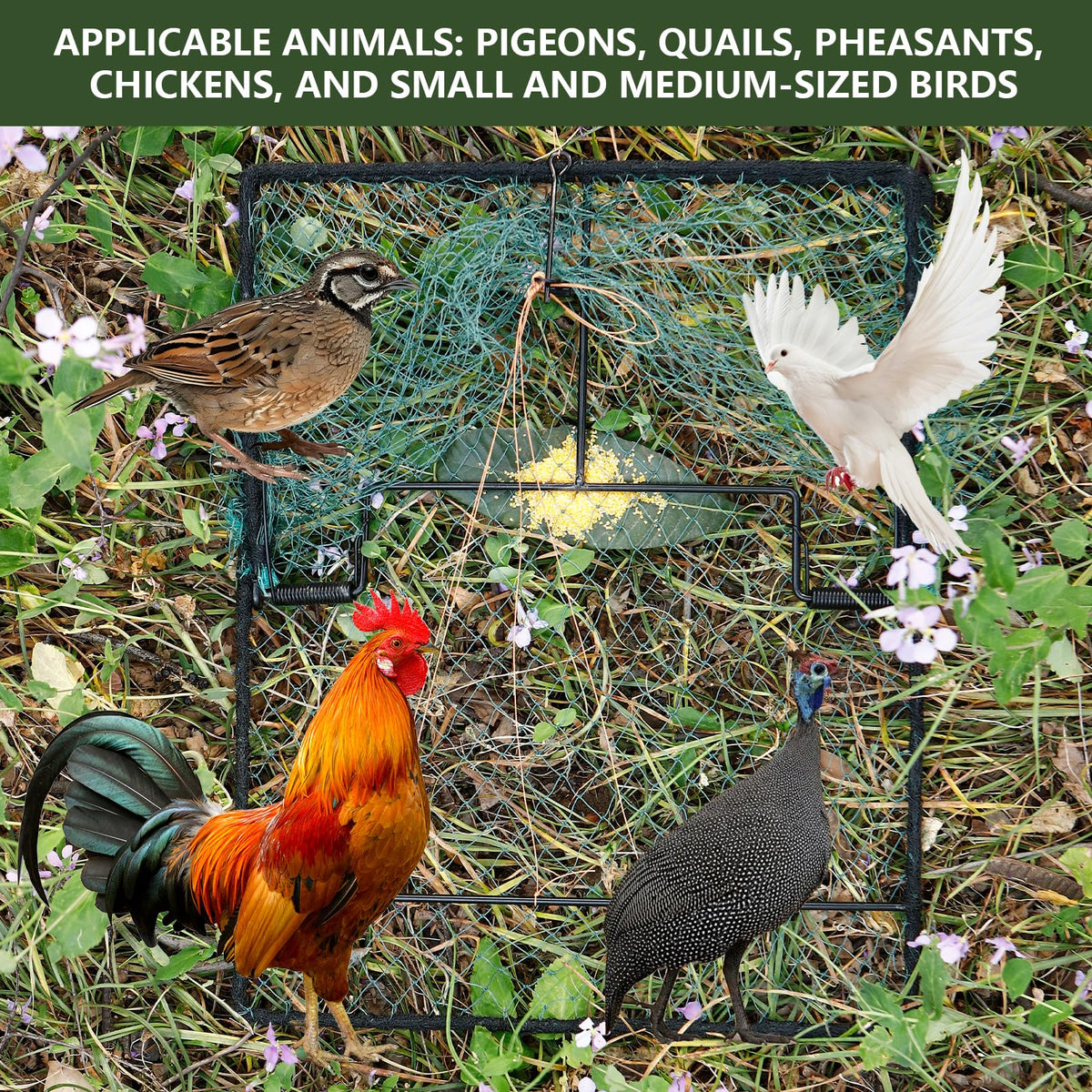 WillMesh humane bird trap catch area shows spacious harbor for birds
