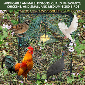 WillMesh humane bird trap catch area shows spacious harbor for birds