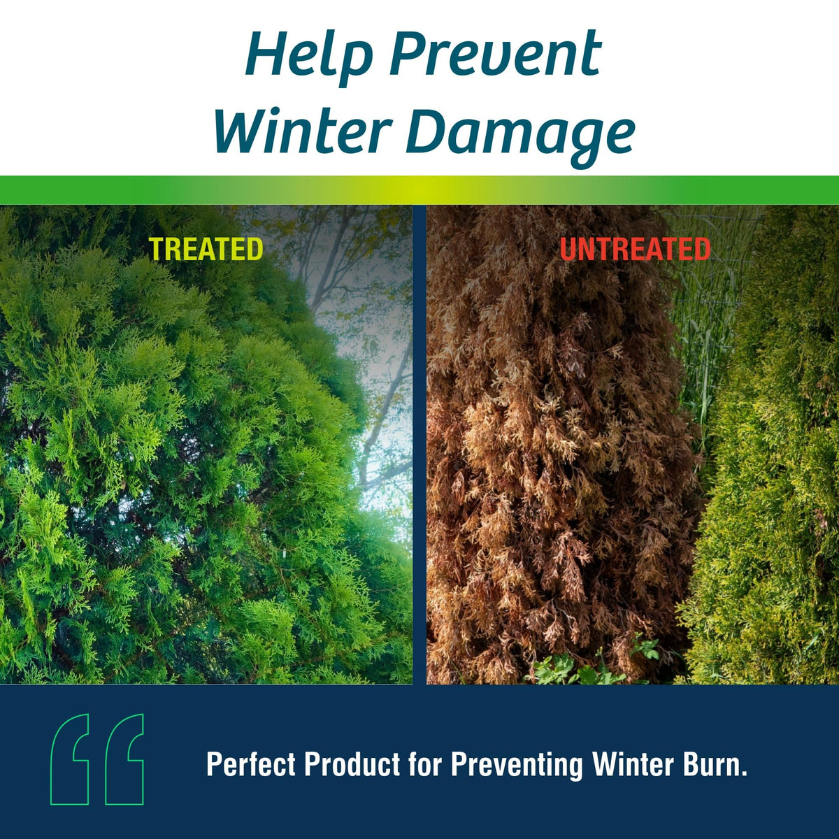 Wilt-Pruf Concentrate on Christmas tree preserves color and reduces needle drop.