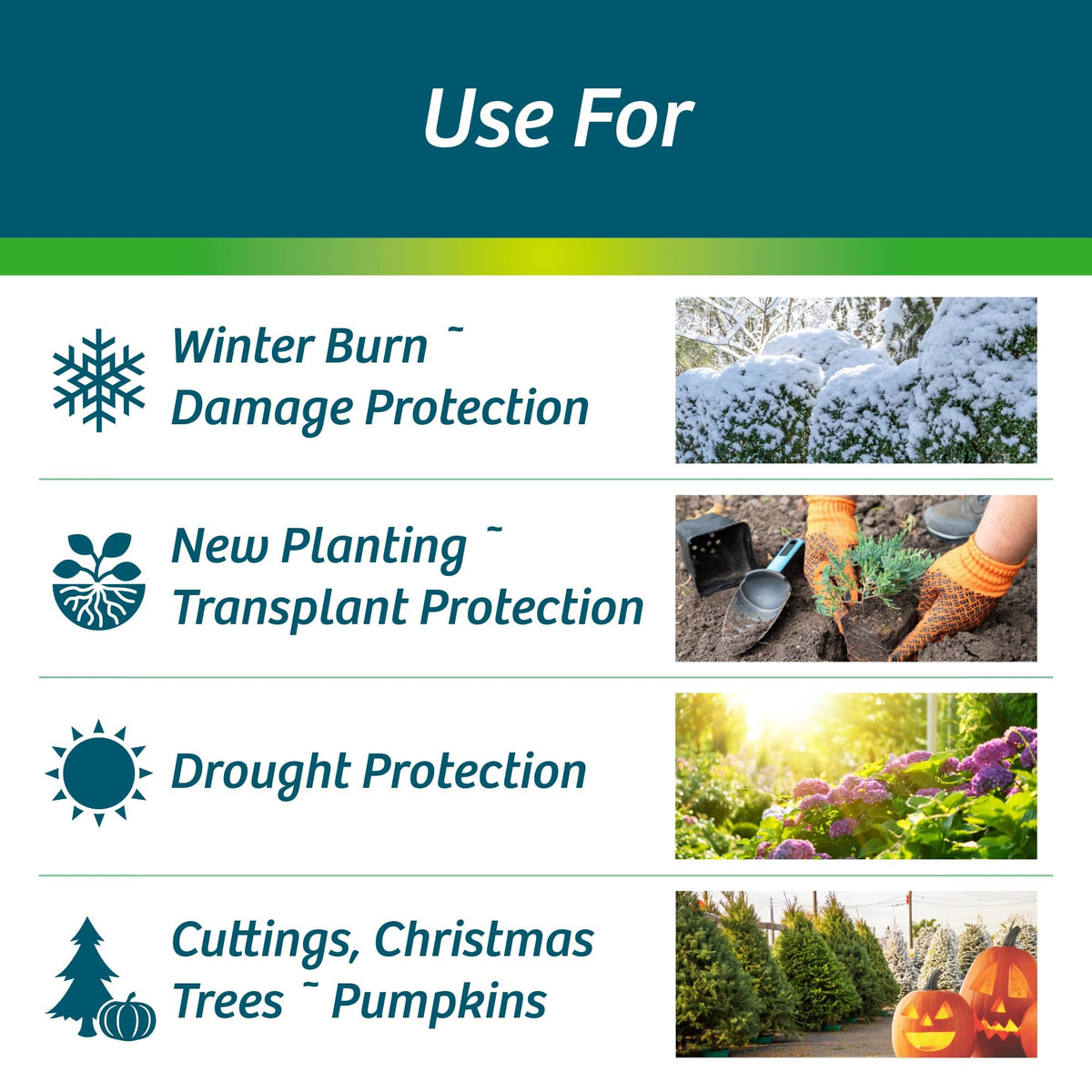 Wilt-Pruf Concentrate spray on a drought-stressed plant to conserve moisture.