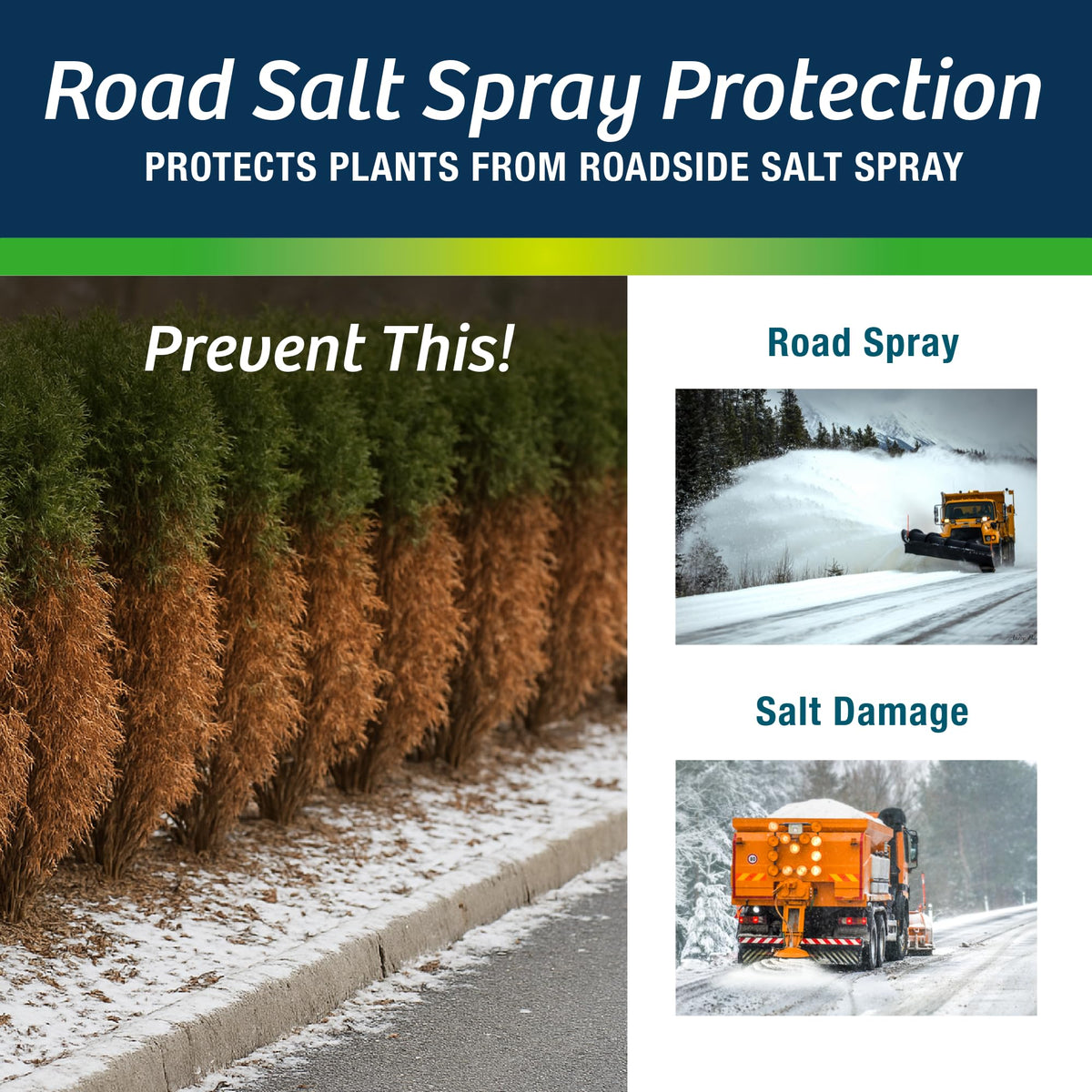 Wilt-Pruf Concentrate sprayed on newly planted shrubs reduces transplant shock.