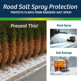 Wilt-Pruf Concentrate sprayed on newly planted shrubs reduces transplant shock.