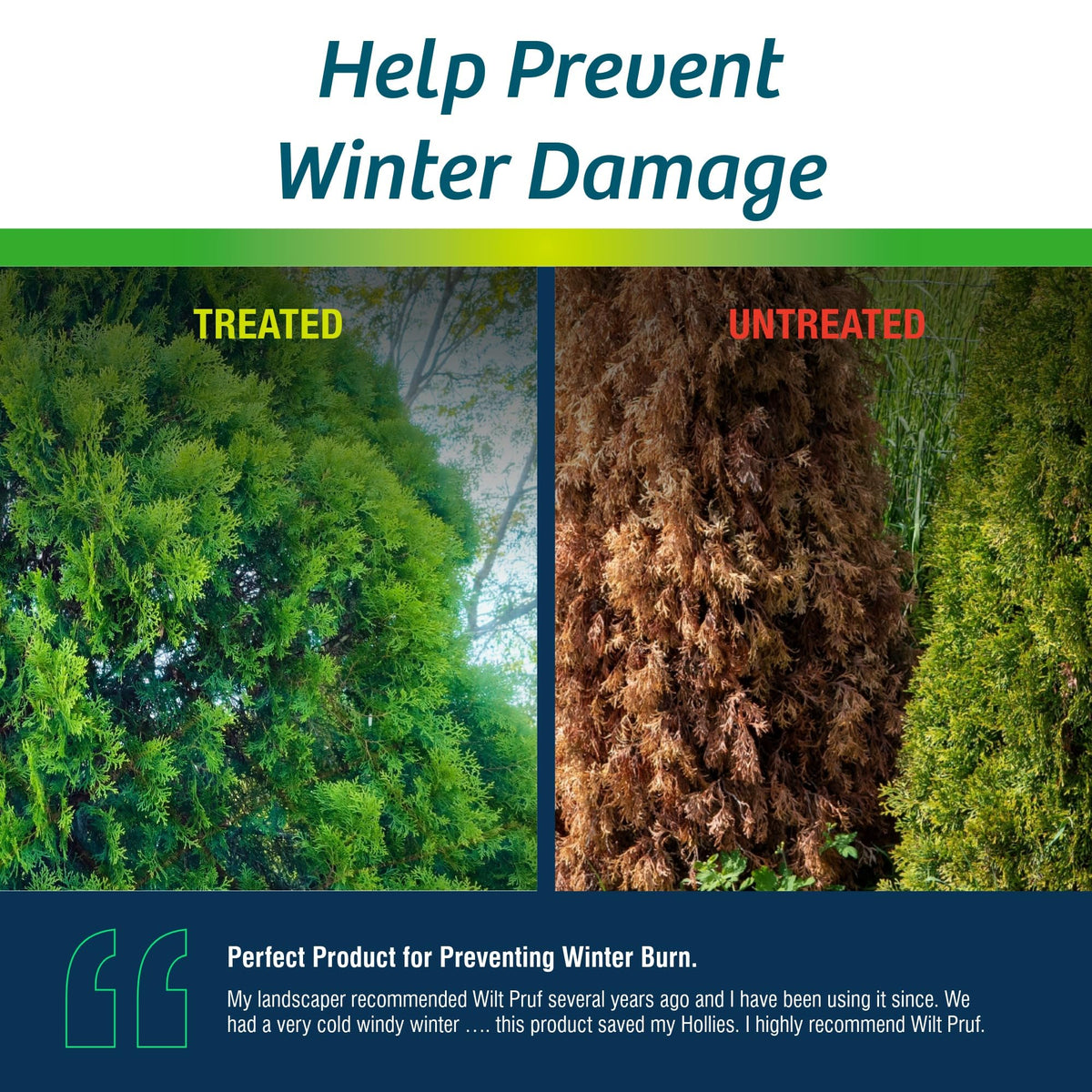 Wilt-Pruf Original Winter Protection dries to a clear film on foliage.