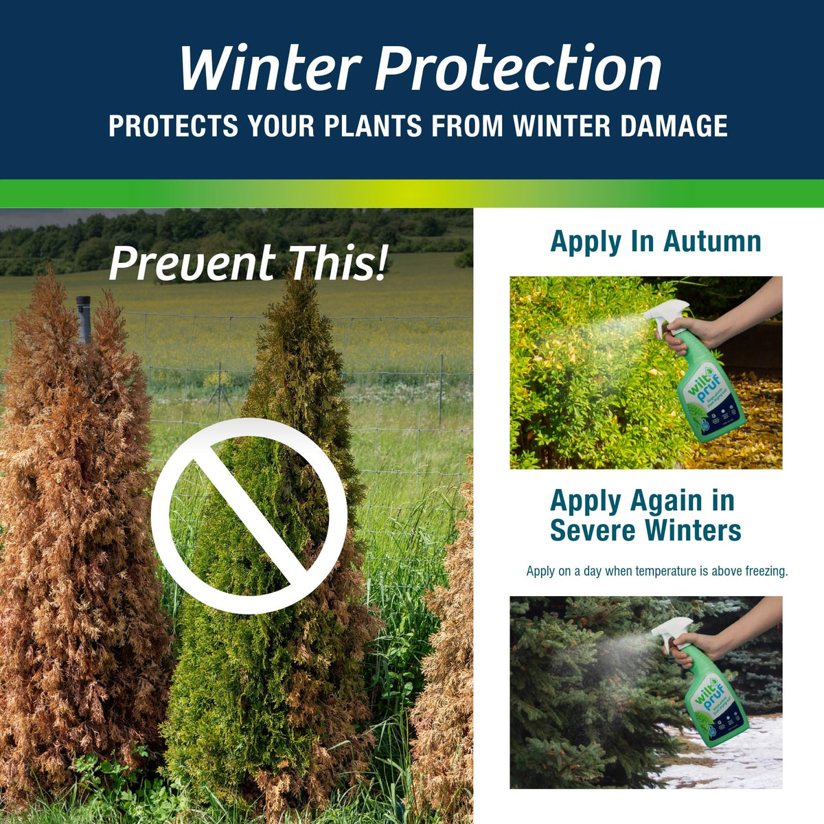 Evergreens treated with Wilt-Pruf receive winter protection.
