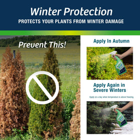 Evergreens treated with Wilt-Pruf receive winter protection.