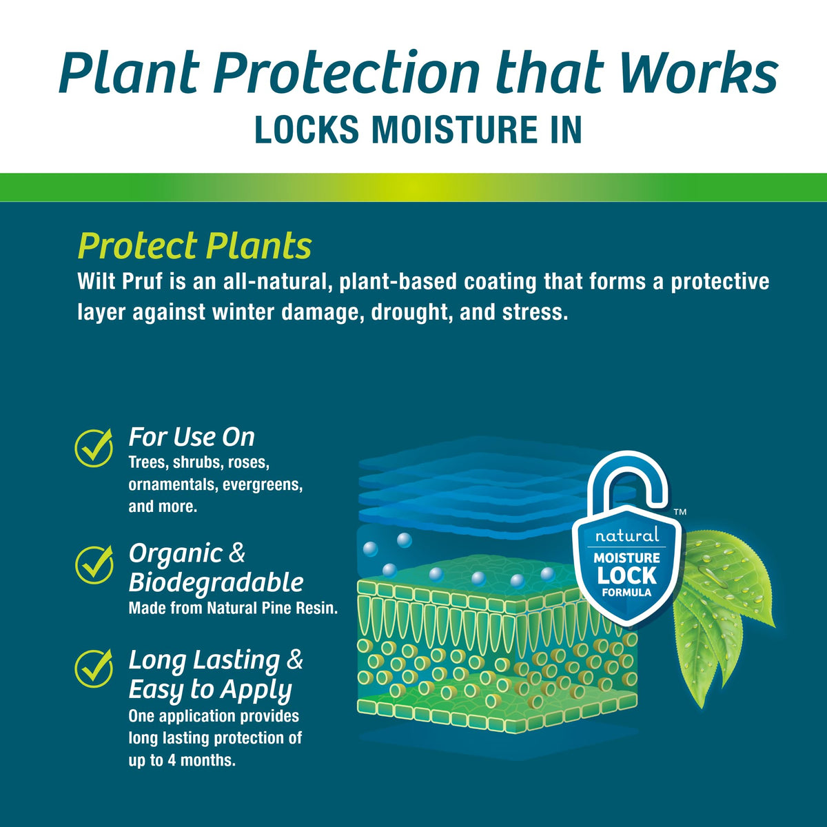 Late-winter application protects budding roses and hydrangeas.