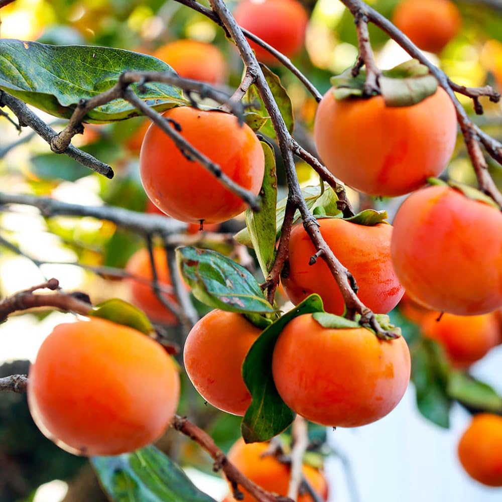 Wily Fox backyard orchard idea with persimmon seeds for seasonal fruit