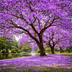Wily Fox Blue Jacaranda seeds seed tray germination showcases controlled indoor sprouting.
