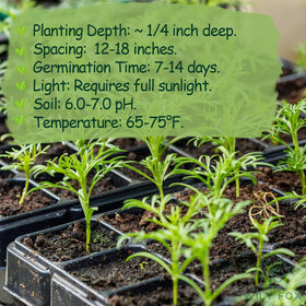 Wily Fox cosmos seeds ideal for cut-flower beds and bouquets.