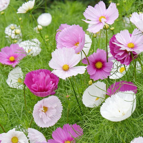 Wily Fox cosmos thrive in sun-loving borders with bold color display.