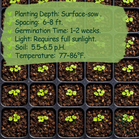Wily Fox dragon fruit seeds seedling-in-pot image, showing container-friendly growth potential.