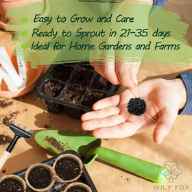 Wily Fox heirloom garlic plants in garden illustrating robust flavor potential from home-grown seeds.