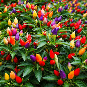 Wily Fox heirloom multicolor pepper seeds for vibrant garden color