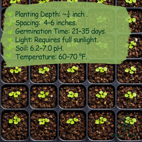 Wily Fox non-GMO open-pollinated seeds label emphasizing clean, untreated garlic for sustainable gardens.