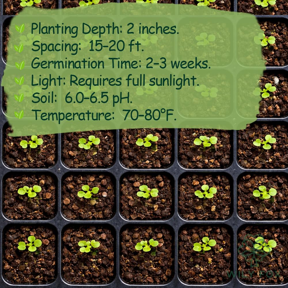 Wily Fox persimmon tree seedlings emerging for raised beds