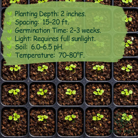 Wily Fox persimmon tree seedlings emerging for raised beds