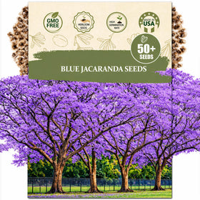 Wily Fox Premium Blue Jacaranda seeds packet for home planting and long-term landscaping.