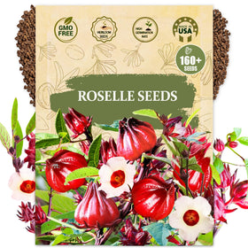 Wily Fox Premium Roselle Seeds package ready for planting and growth