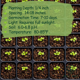 Wily Fox seeds-only packaging neatly labeled for storage or gifting