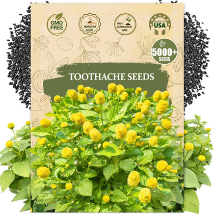 Wily Fox toothache seeds packet close-up, ideal for starting an ornamental herb garden.