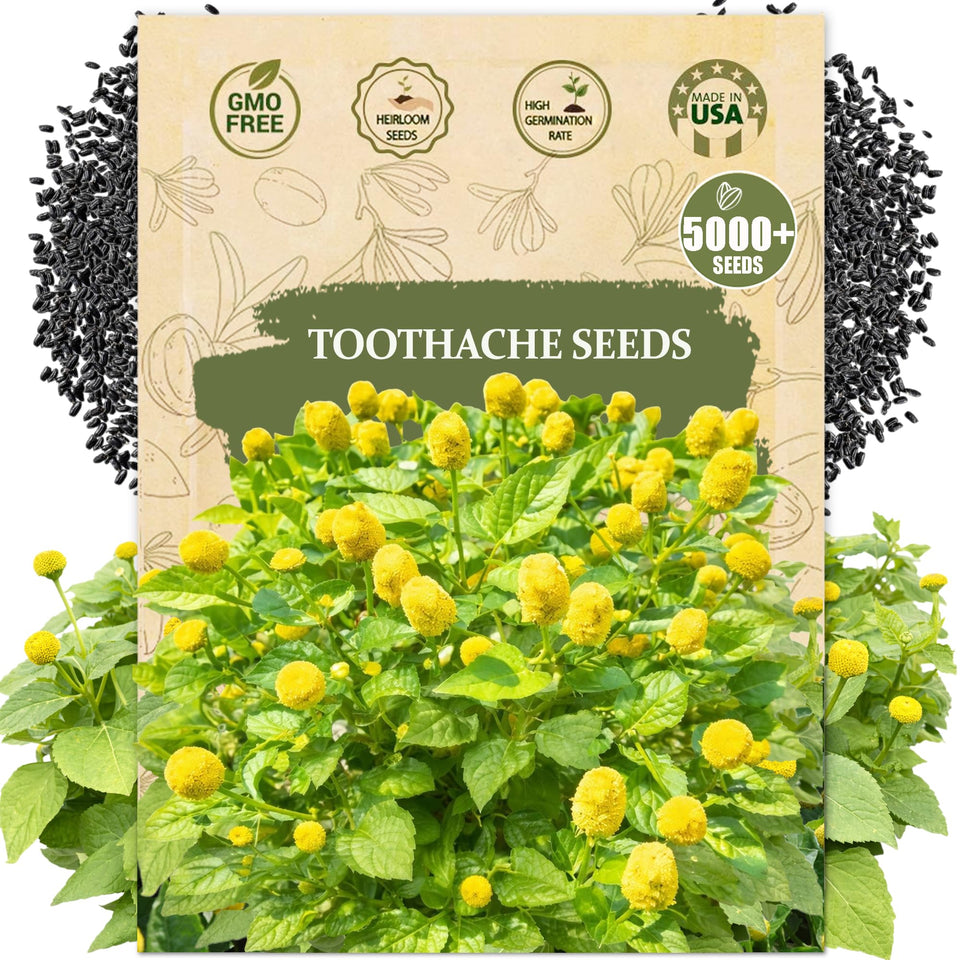 Wily Fox toothache seeds packet close-up, ideal for starting an ornamental herb garden.