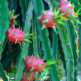 Wily Fox tropical garden idea with dragon fruit, showcasing vibrant, fruit-ready vines.