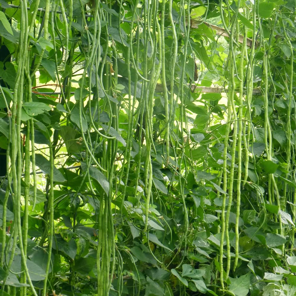 Wily Fox yard-long beans growing in a container for balcony gardening.