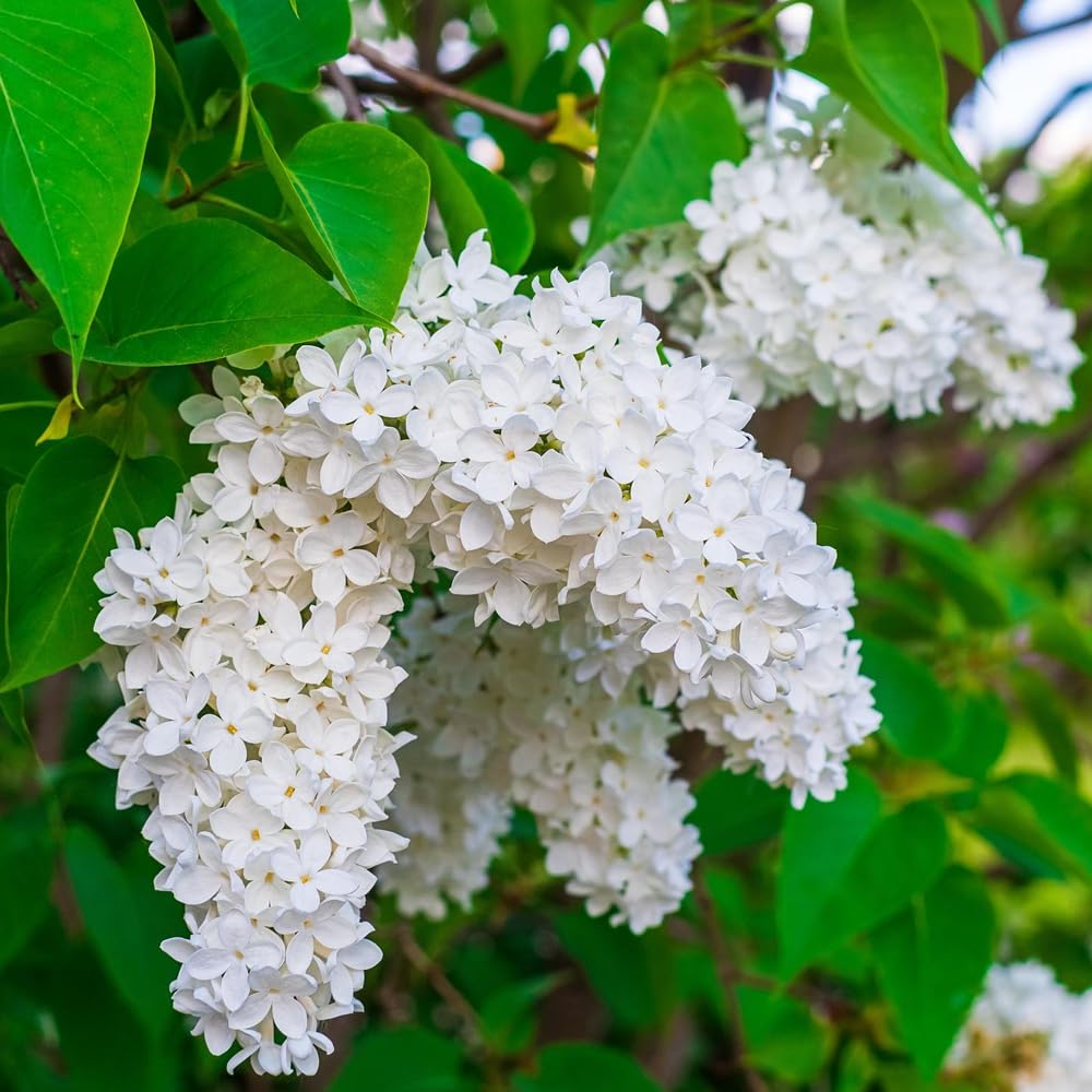 Wily Fox cut-flower lilac arrangements elevate home floral displays.
