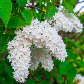 Wily Fox cut-flower lilac arrangements elevate home floral displays.