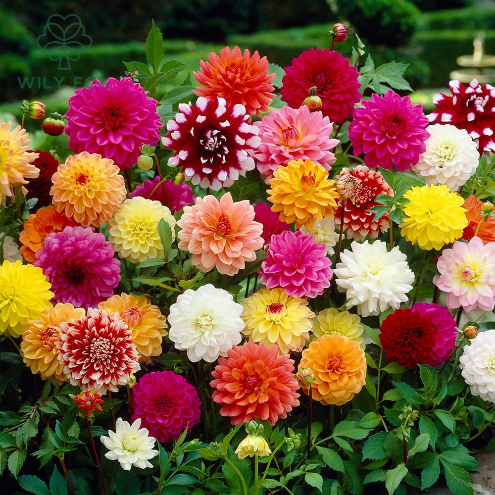 Wily Fox 300+ seeds pack supports lush garden choices.