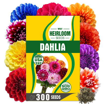 Wily Fox Dahlia Seeds Mega Mix: giant blooms for a vibrant garden display.