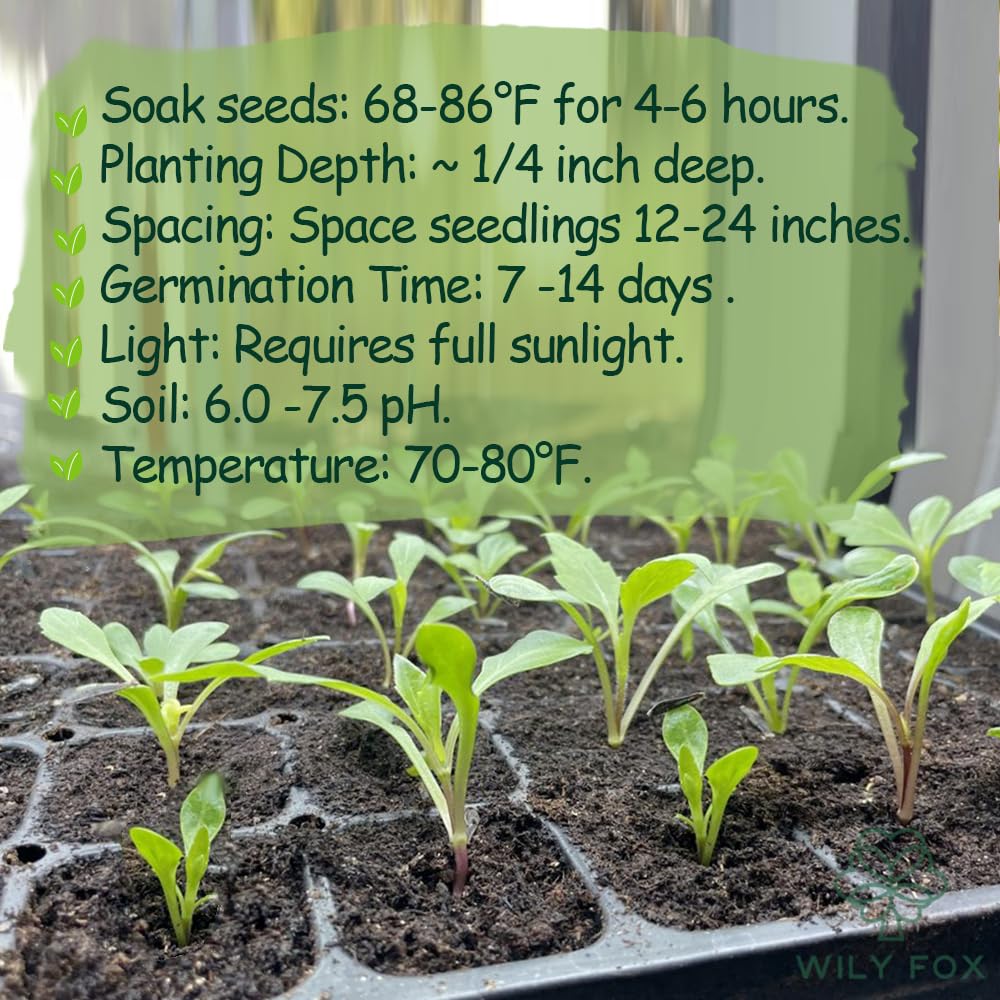 Wily Fox easy-grow seeds thrive in containers and borders.