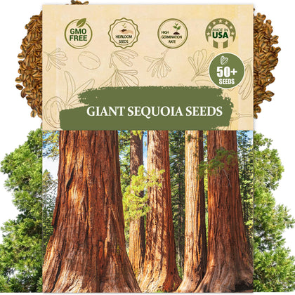 Wily Fox giant sequoia seeds pack for home planting and storage
