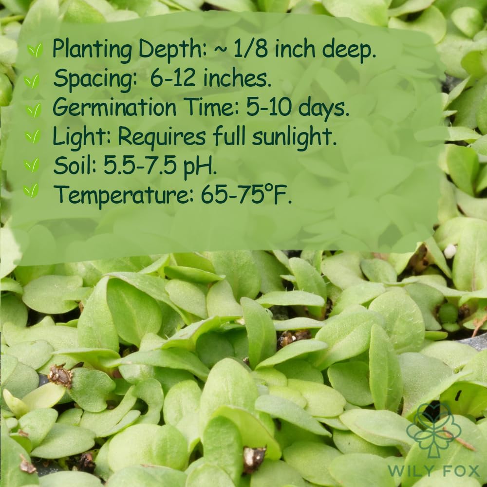 Wily Fox seeds thriving in indoor or outdoor garden setups