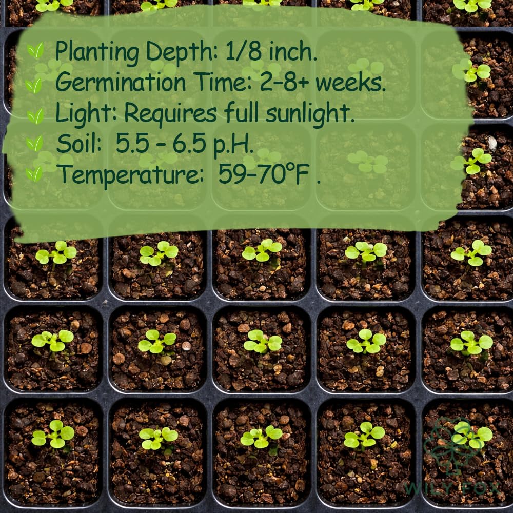 Wily Fox sequoia tree seeds garden setup for outdoor growth