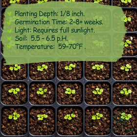 Wily Fox sequoia tree seeds garden setup for outdoor growth