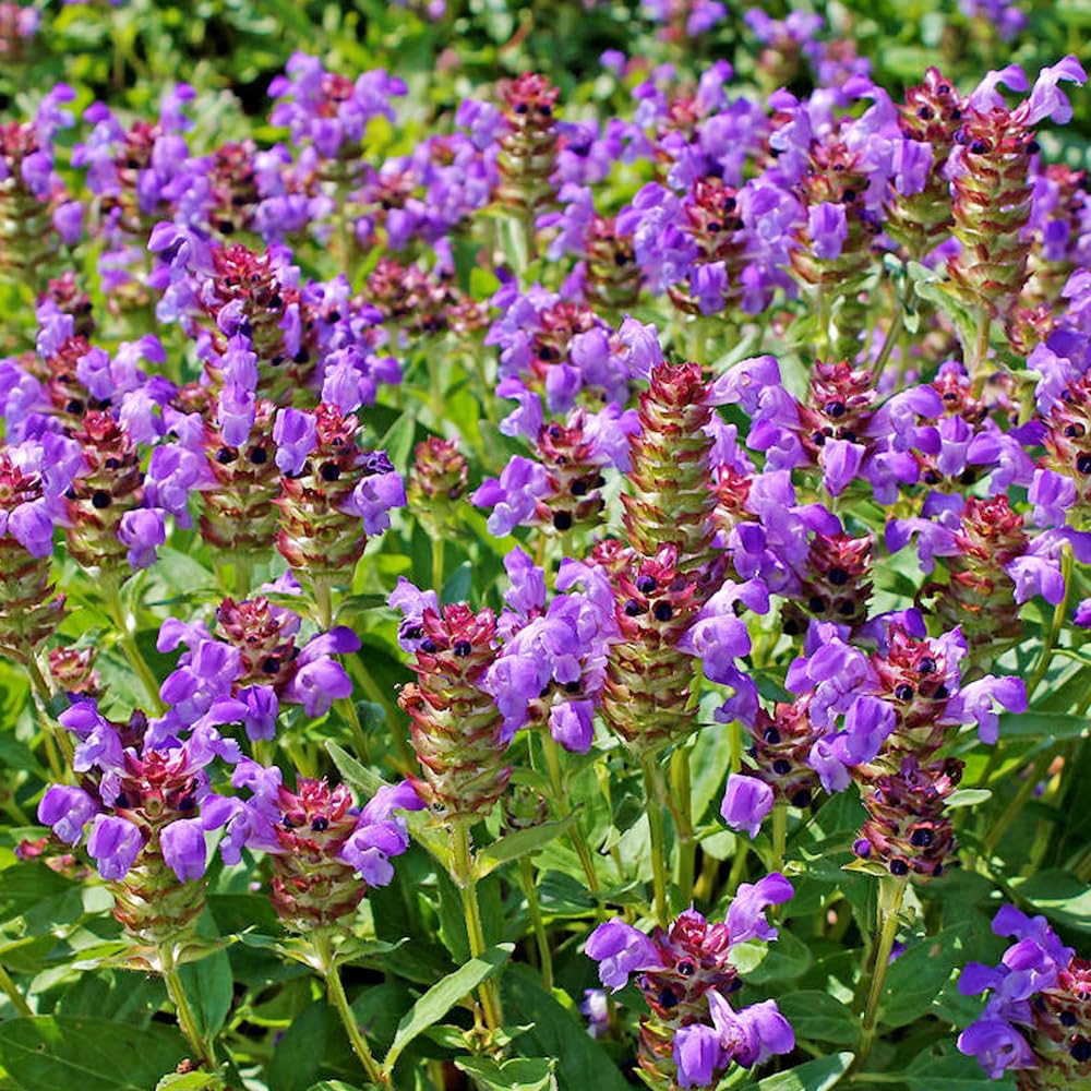 Wily Fox seeds grown and packaged in the USA for freshness